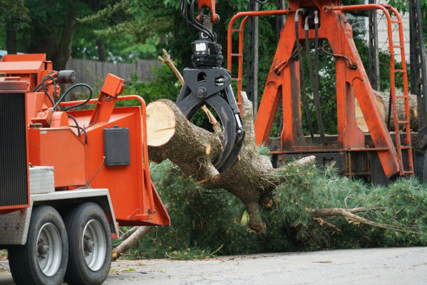 Leaf Removal